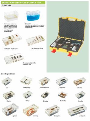 Kit di studio sugli insetti e i cicli di vita
