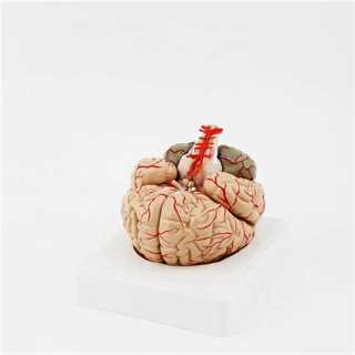 Modello del cervello umano con parti removibili