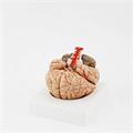 Modello del cervello umano con parti removibili