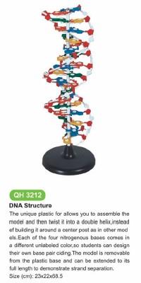 Modello della struttura del dna
