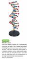 Modello della struttura del dna