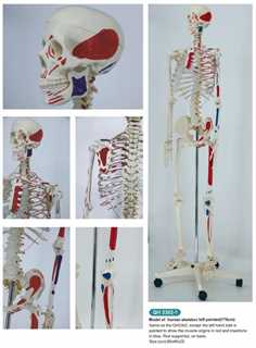 Modello di scheletro umano altezza 170cm