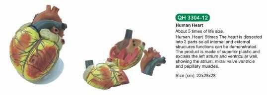 Modello di cuore umano ingrandito 5 volte