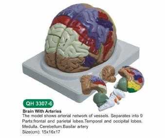 Modello del cervello umano con parti removibili