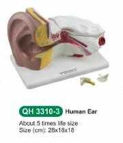 Modello di orecchio umano ingrandito 6 volte
