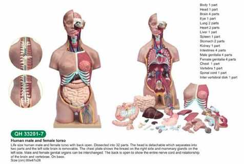 Torso umano a grandezza naturale 32 parti removibili