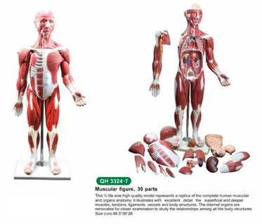Modello muscoli corpo umano 30 parti removibili
