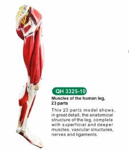 Modello muscoli gamba umana 23 parti removibli