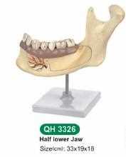 Modello di sezione della mandibola umana ingrandita