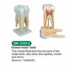 Modello di molare umano ingrandito