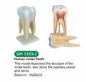 Modello di molare umano ingrandito
